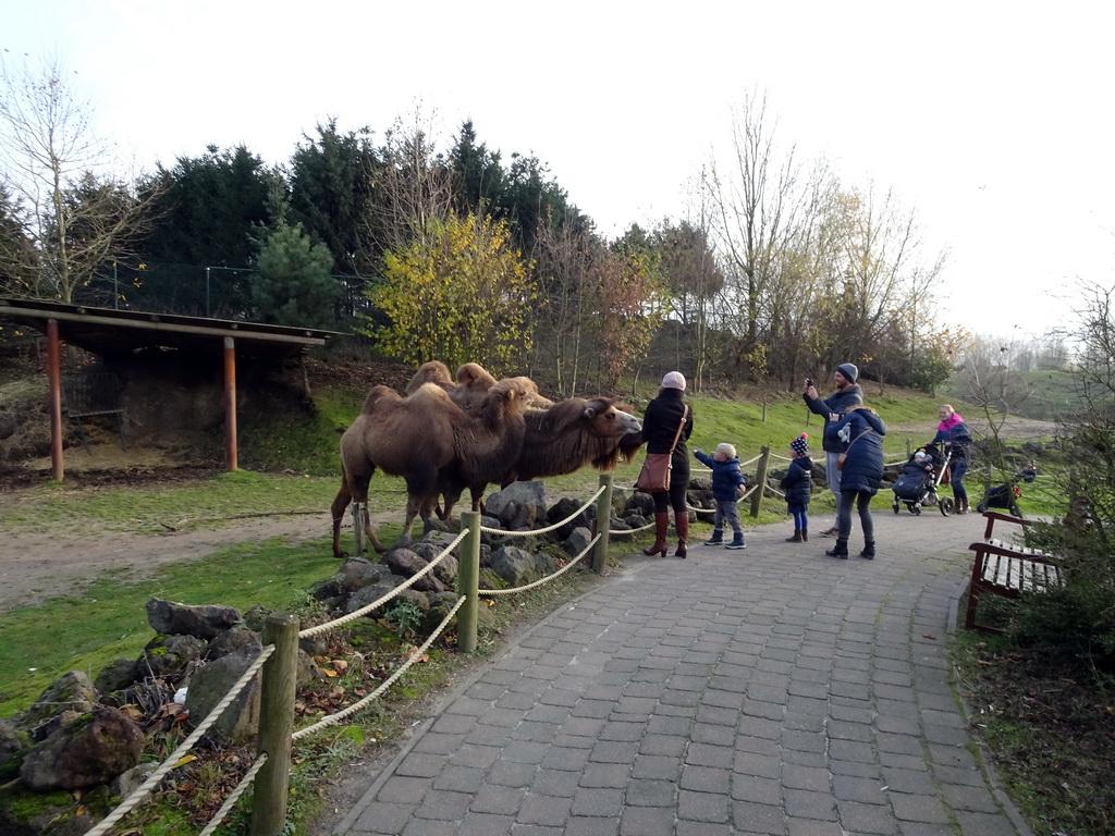 Camels at the Dierenrijk zoo