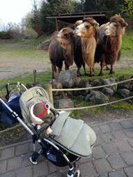 Max with Camels at the Dierenrijk zoo