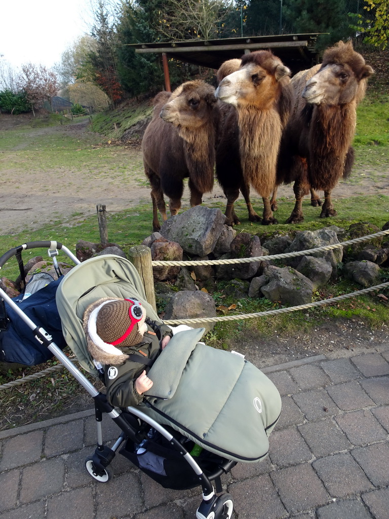 Max with Camels at the Dierenrijk zoo