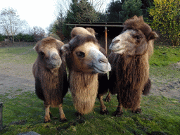 Camels at the Dierenrijk zoo