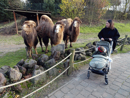 Miaomiao and Max with Camels at the Dierenrijk zoo