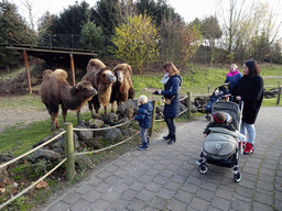 Miaomiao and Max with Camels at the Dierenrijk zoo