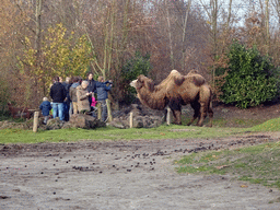 Camels at the Dierenrijk zoo