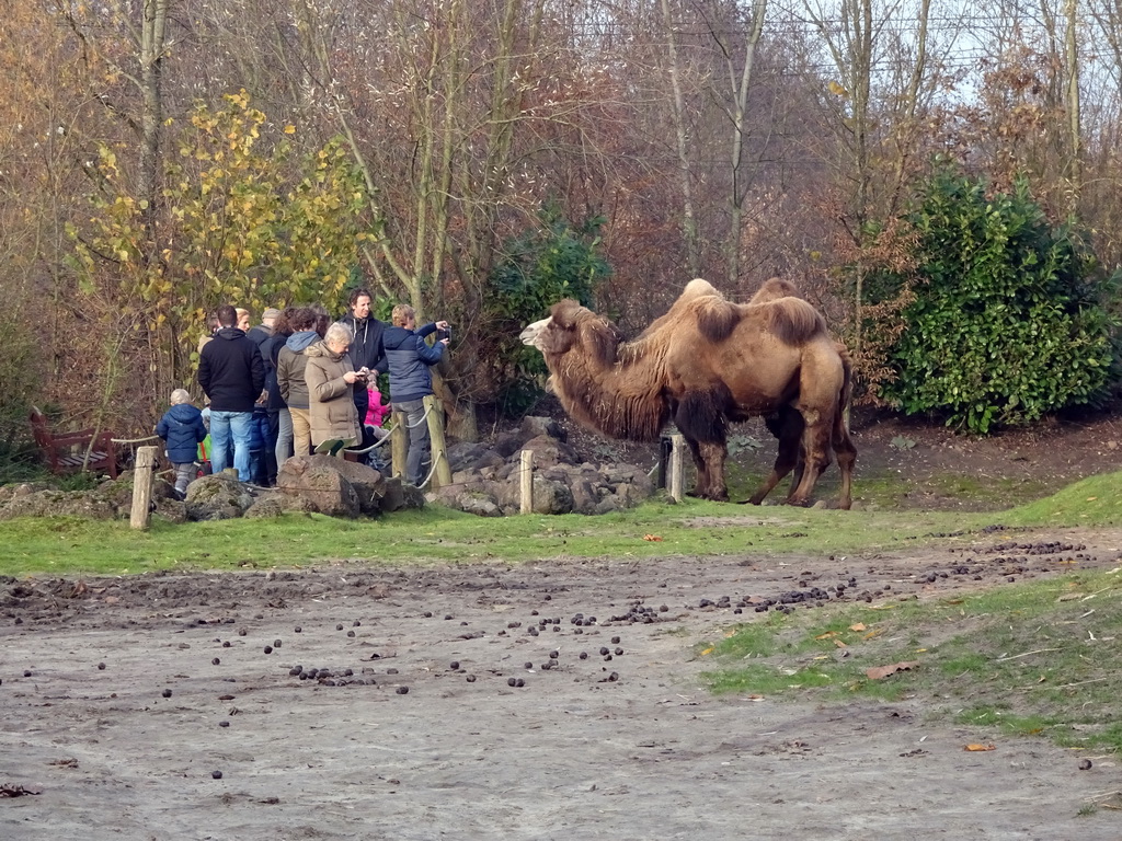 Camels at the Dierenrijk zoo