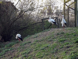 White Storks at the Dierenrijk zoo