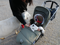 Miaomiao and Max feeding a Goat at the Dierenrijk zoo