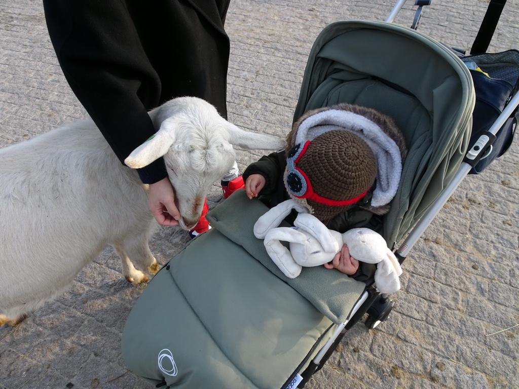 Miaomiao and Max feeding a Goat at the Dierenrijk zoo