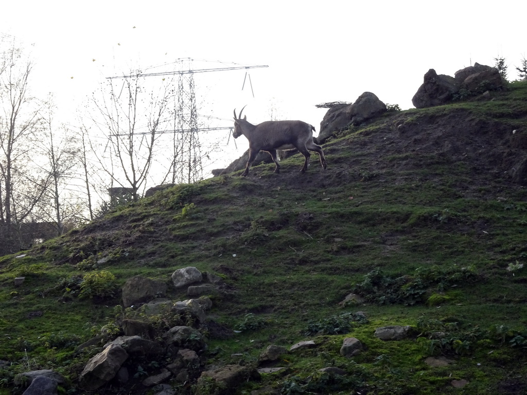 Alpine Ibex at the Dierenrijk zoo