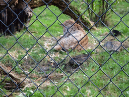 Eurasian Lynx at the Dierenrijk zoo