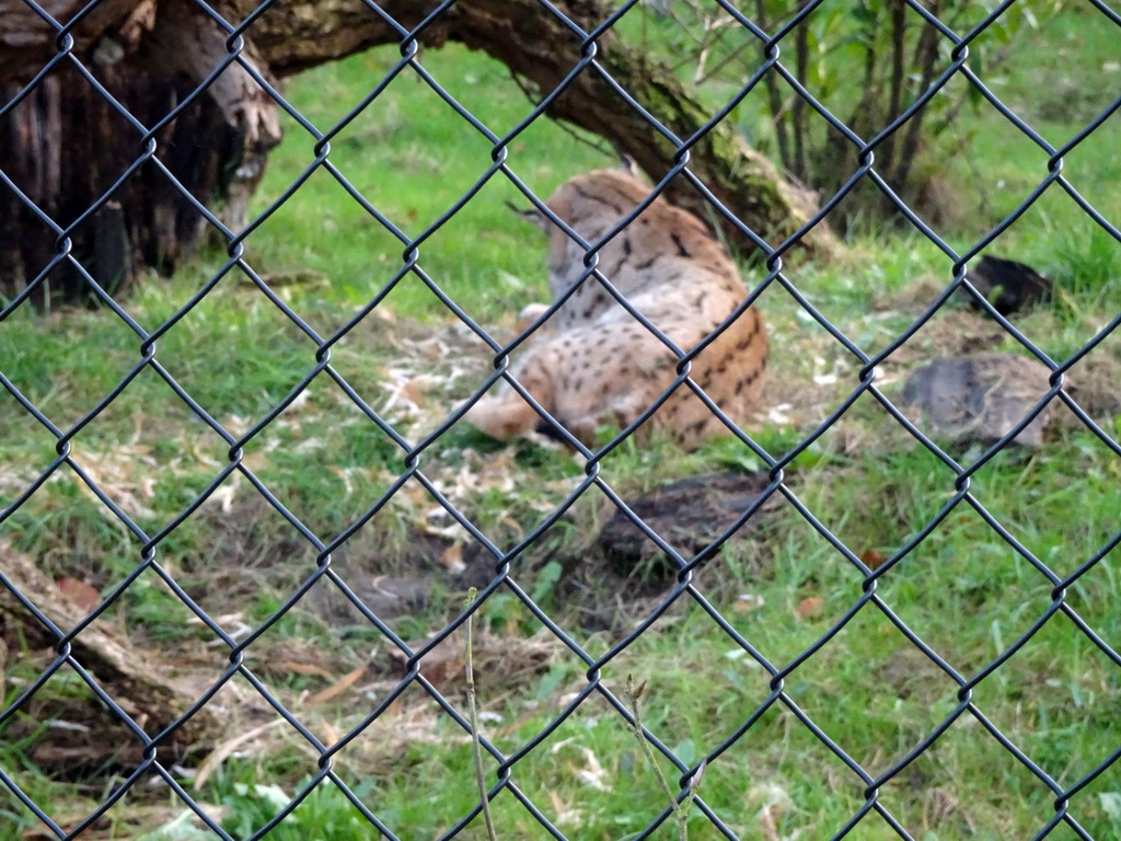 Eurasian Lynx at the Dierenrijk zoo