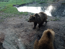 Brown Bears at the Dierenrijk zoo