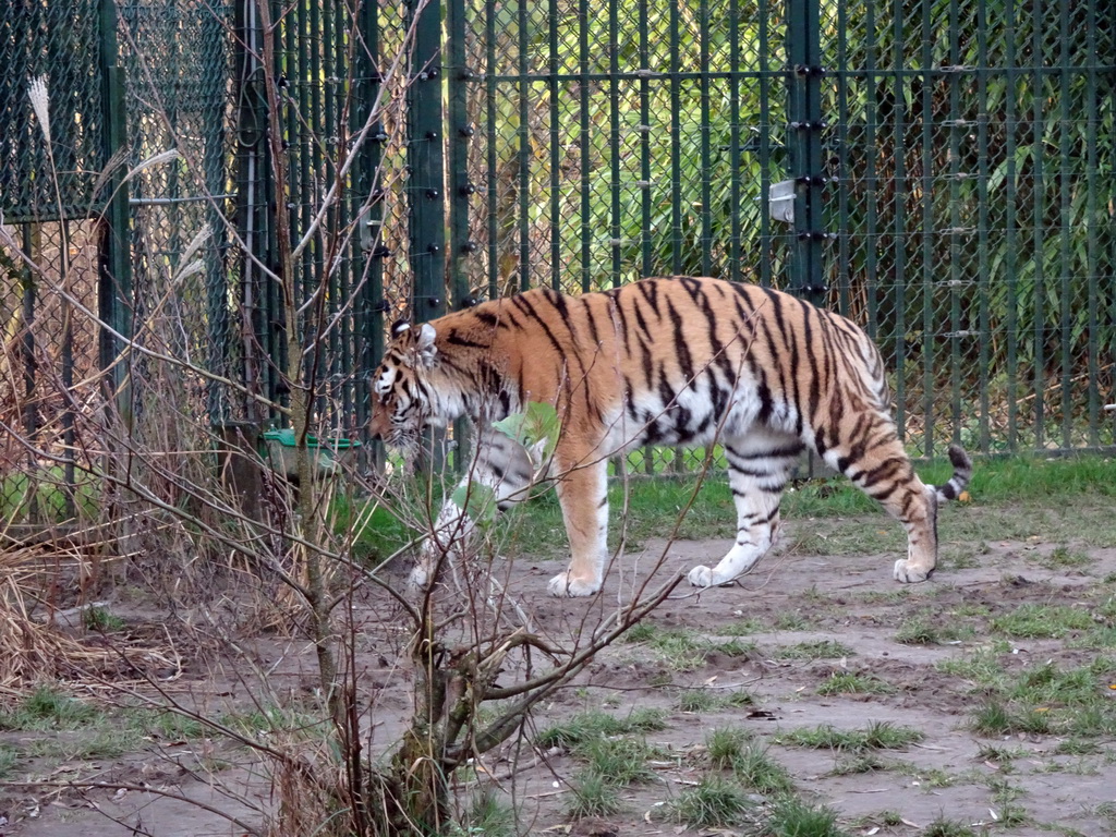 Siberian Tiger at the Dierenrijk zoo