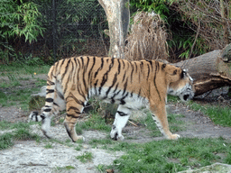 Siberian Tiger at the Dierenrijk zoo