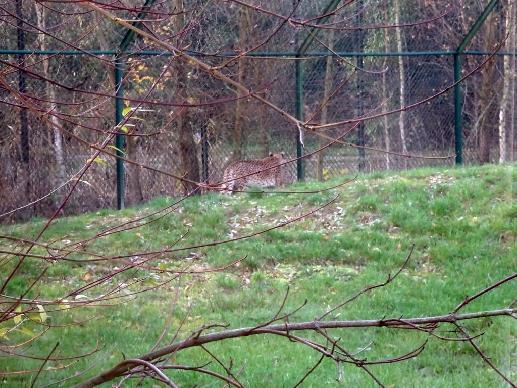 Cheetah at the Dierenrijk zoo