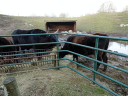 Aurochs at the Dierenrijk zoo