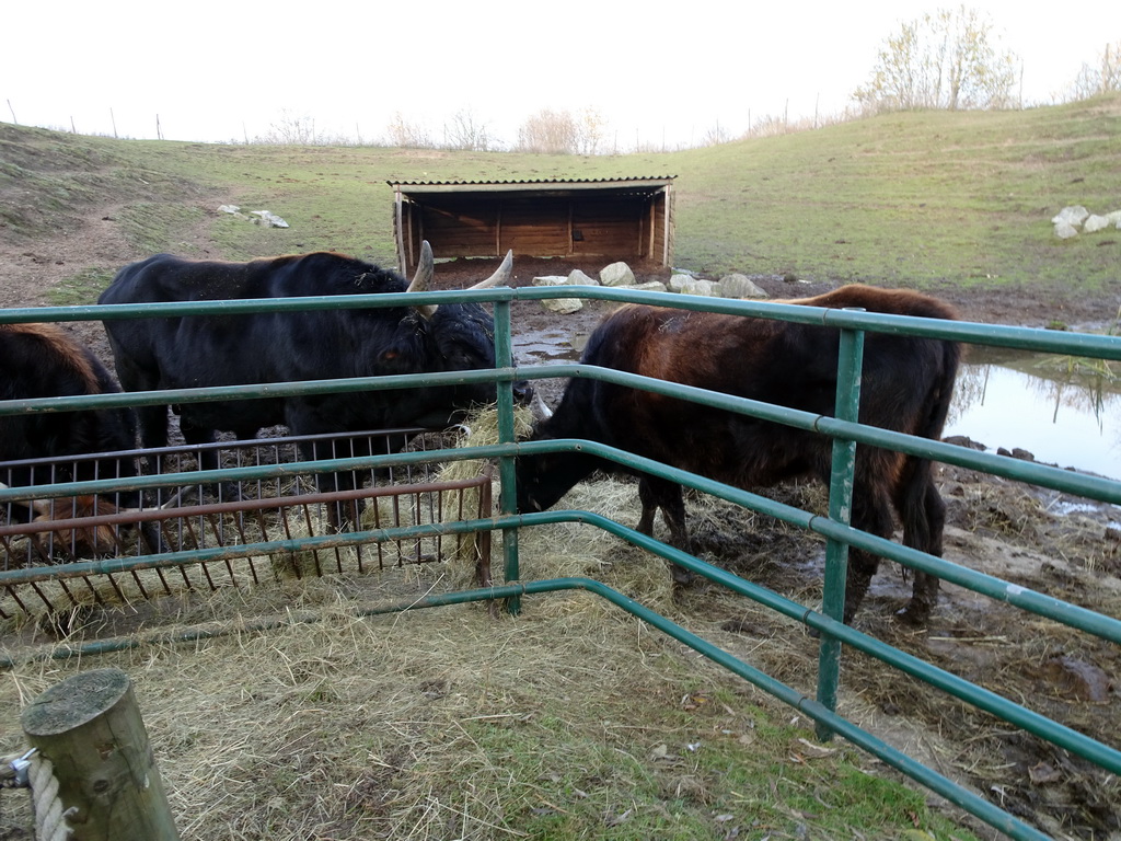 Aurochs at the Dierenrijk zoo