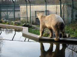 Polar Bear at the Dierenrijk zoo