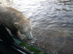 Polar Bear at the Dierenrijk zoo