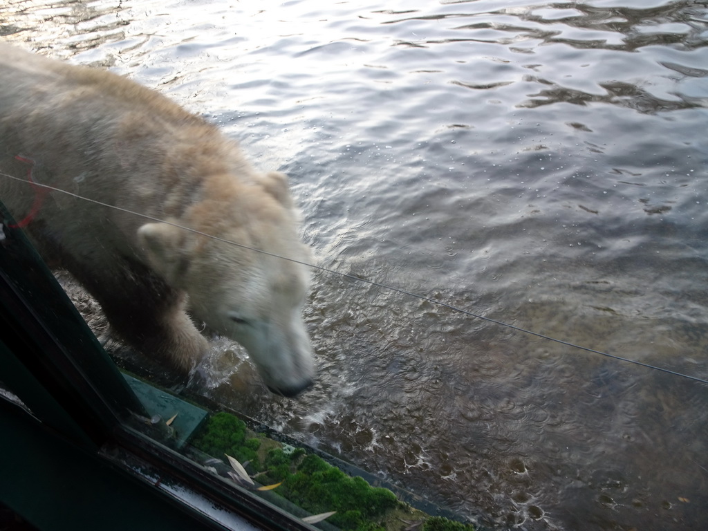 Polar Bear at the Dierenrijk zoo