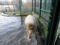 Polar Bear at the Dierenrijk zoo