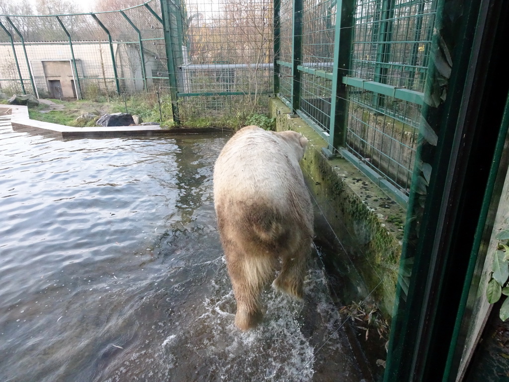 Polar Bear at the Dierenrijk zoo