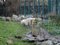 Polar Bears at the Dierenrijk zoo