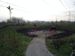 Highland Cattle at the Dierenrijk zoo