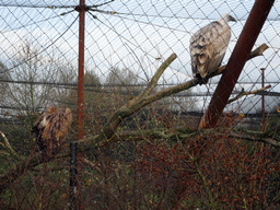 Griffon Vultures at the Dierenrijk zoo