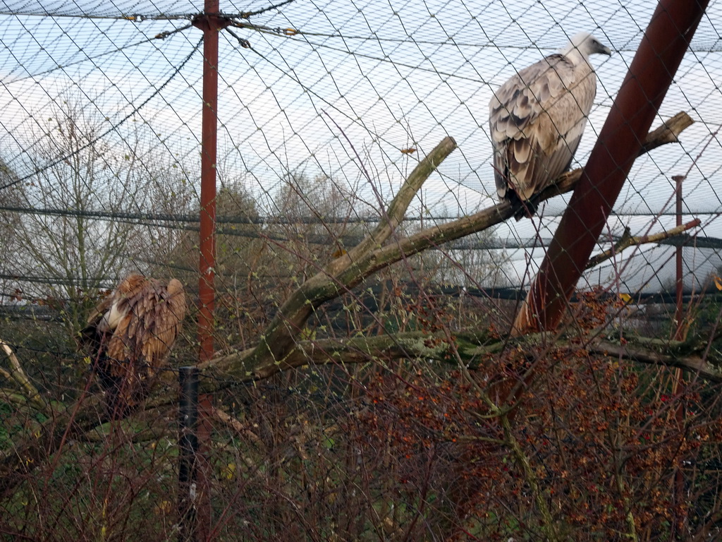 Griffon Vultures at the Dierenrijk zoo