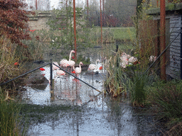 Greater Flamingos at the Dierenrijk zoo