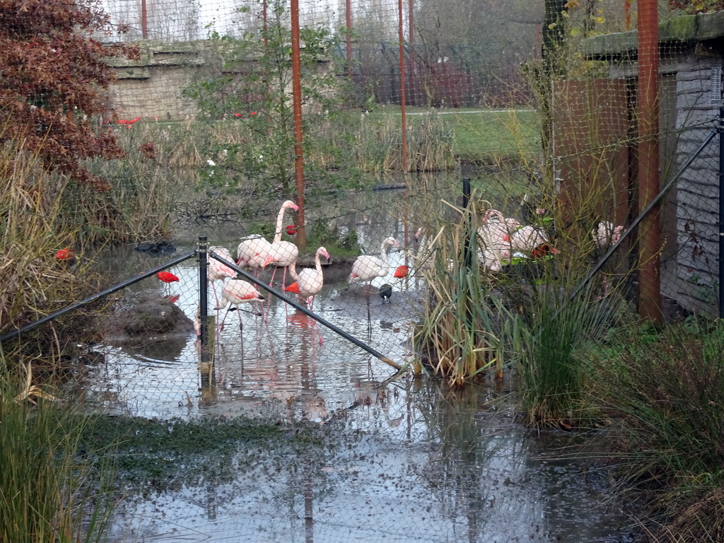 Greater Flamingos at the Dierenrijk zoo