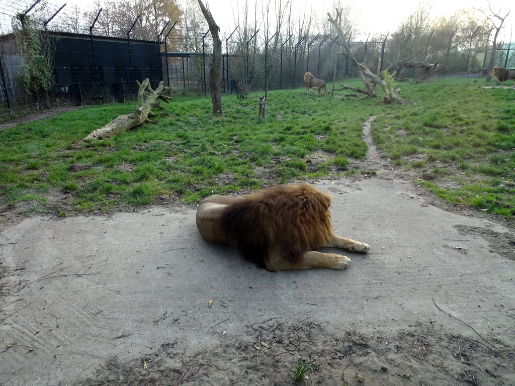 Lions at the Dierenrijk zoo