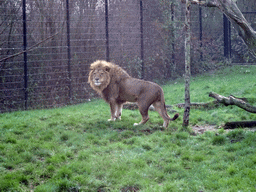 Lion at the Dierenrijk zoo