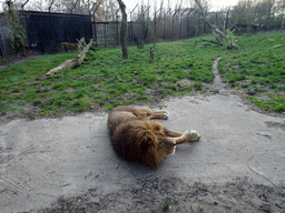 Lions at the Dierenrijk zoo