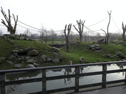 Barbary Macaques at the Dierenrijk zoo