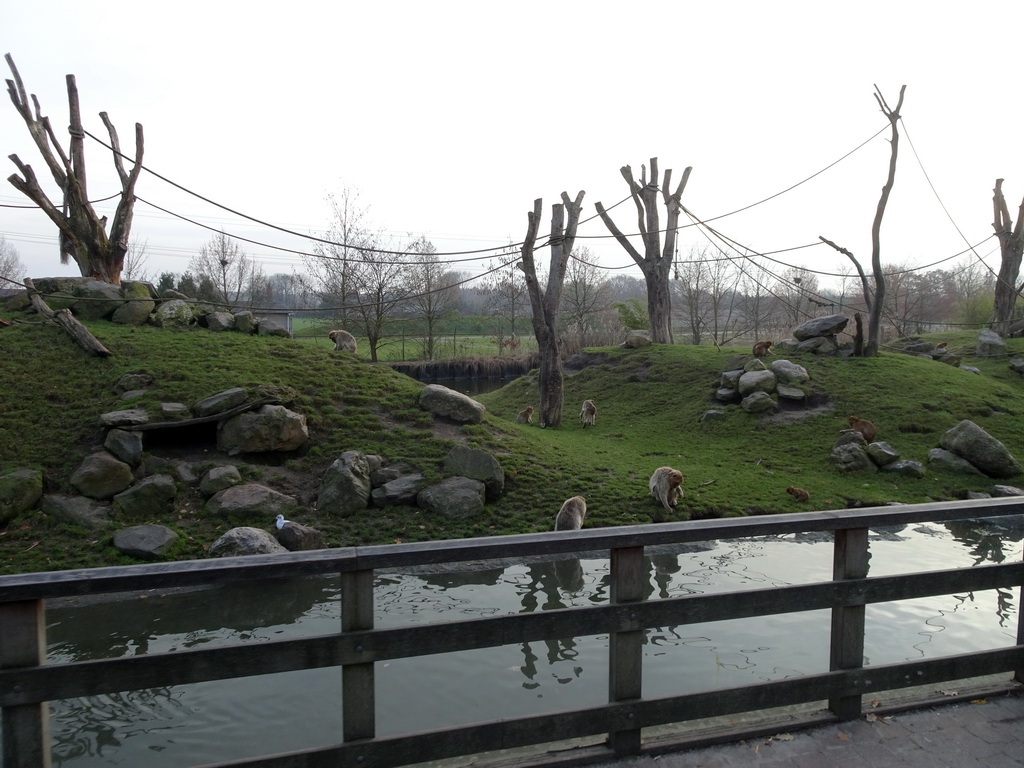 Barbary Macaques at the Dierenrijk zoo