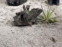 Young Meerkats in front of the Dierenrijk zoo