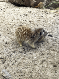 Meerkats in front of the Dierenrijk zoo