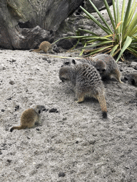 Meerkats in front of the Dierenrijk zoo