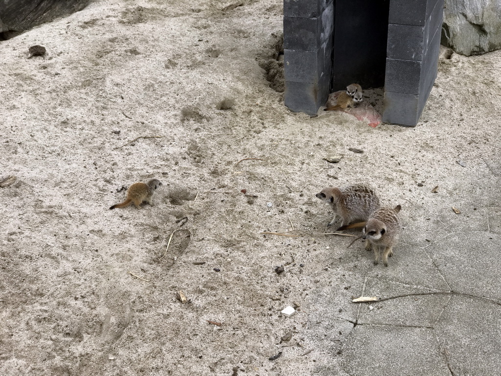 Meerkats in front of the Dierenrijk zoo