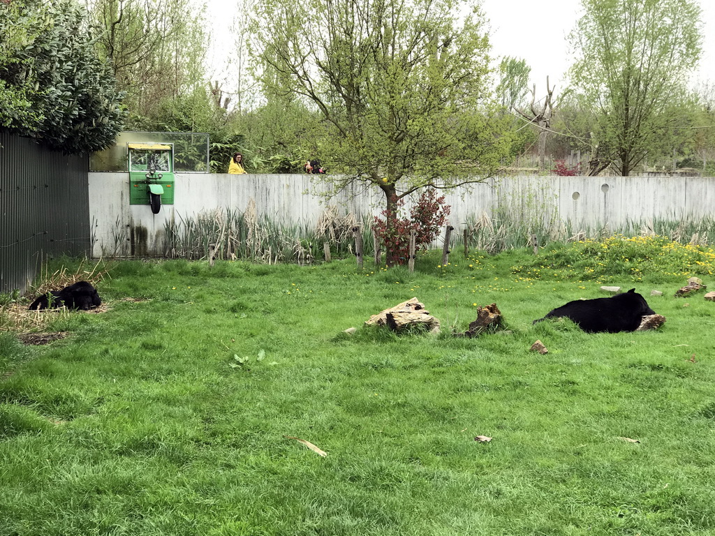 Asian Black Bears at the Dierenrijk zoo