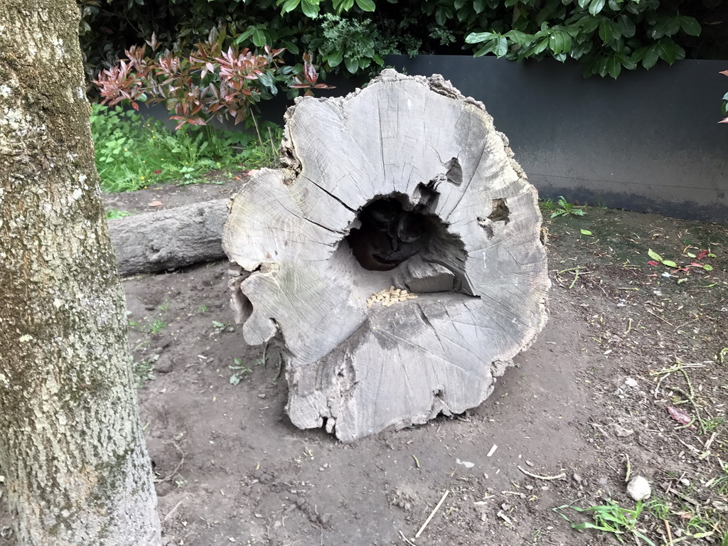 Tree trunk with Oriental Small-Clawed Otters at the Dierenrijk zoo