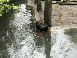 Coypus at the Dierenrijk zoo