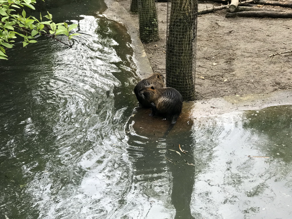 Coypus at the Dierenrijk zoo