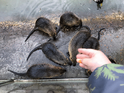 Max feeding Coypus at the Dierenrijk zoo