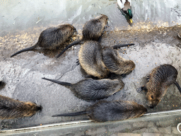 Coypus and a Duck at the Dierenrijk zoo