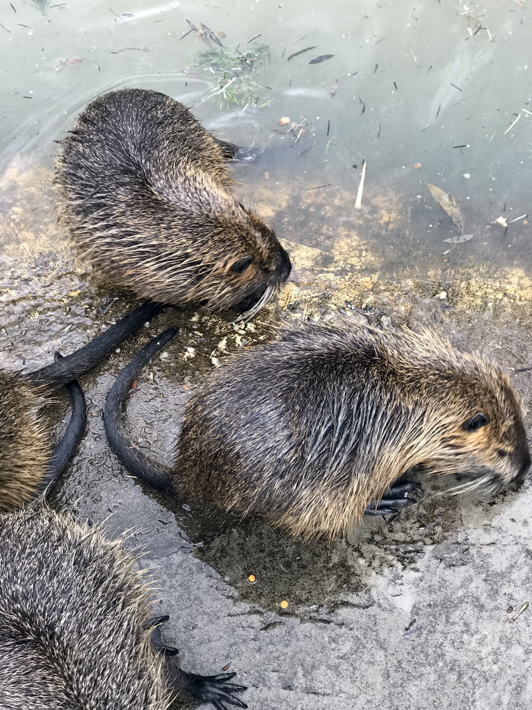 Coypus at the Dierenrijk zoo