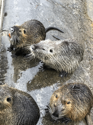 Coypus at the Dierenrijk zoo