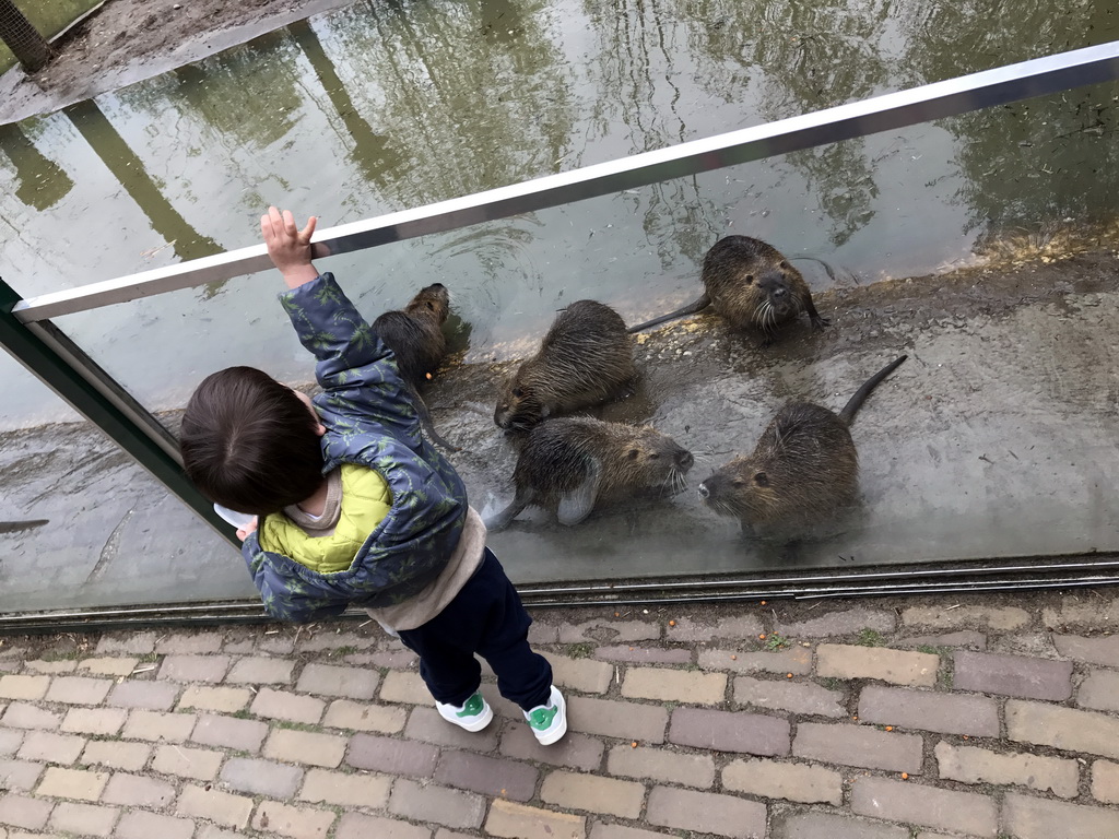 Max feeding Coypus at the Dierenrijk zoo