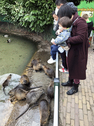 Miaomiao and Max feeding Coypus at the Dierenrijk zoo